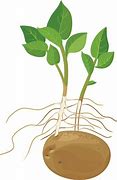 Image result for Potato Plant Clip Art