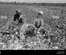 Image result for Black Picking Cotton