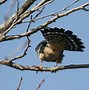 Image result for Immature Merlin Bird