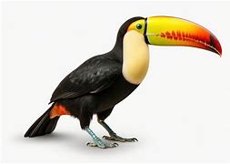 Image result for Toucan Beak Evolution