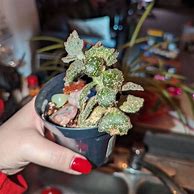 Image result for Kalanchoe Little Dragon