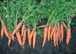 Image result for Carrot