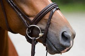 Image result for Draft Horse Bits