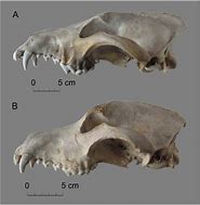 Image result for Wolf Skull vs Dog Skull