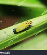 Image result for Rice Leafhopper