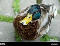 Image result for Cam Duck Camera