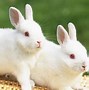 Image result for Rabbit