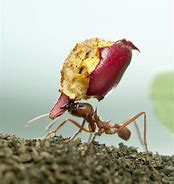 Image result for Amazing Ants