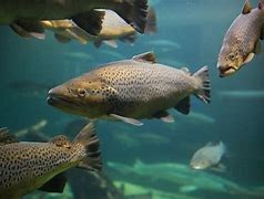 Image result for Salmon Tackle