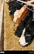 Image result for Beef Cattle Feed