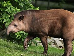 Image result for Tapir Habitat