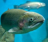 Image result for Real Fish Eye