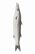 Image result for Kandla Fish