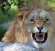 Image result for Big Lion Roar