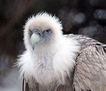 Image result for Vulture Spirit