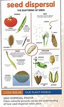 Image result for Mangrove Seed Dispersal