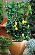 Image result for Drarf Lemon Tree in Pot