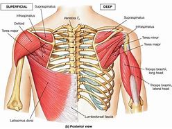 Image result for Shoulder Muscle Groups