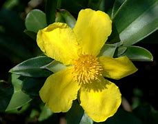 Image result for Shrubs with Yellow Flowers and Brown Leaves