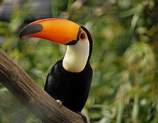 Image result for Toucan Tongue