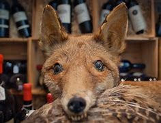 Image result for Fox Goose