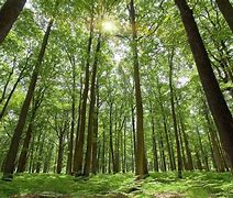 Image result for Emerald Green Forest