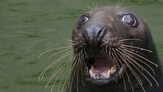 Image result for Sea Lion PFP