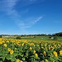 Image result for Exeter Corn Maze