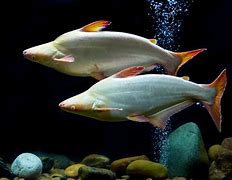 Image result for Big Aquarium Fish Saltwater