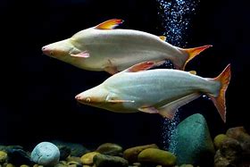 Image result for Big Tropical Fish