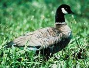 Image result for Aleutian Canada Goose