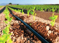 Image result for Large-Scale Drip Irrigation Systems