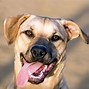 Image result for Pit Bull Lab