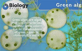 Image result for Algae Biology