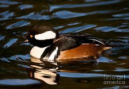 Image result for Hooded Merganser Duck Drawing