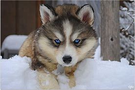 Image result for Husky Wolf Mix