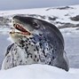 Image result for Deadly Sea Creatures