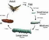 Image result for Hornworm Moth Life Cycle