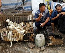 Image result for Chinese Night Market Dog Meat