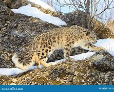 Image result for Snow Leopard Hunt