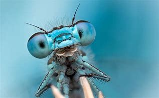 Image result for Dragonfly Fly