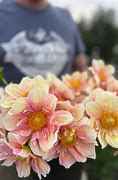 Image result for Apple Blossom Dahlia