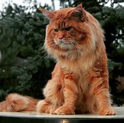 Image result for Bengal Maine Coon Cat