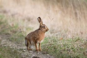 Image result for Sweden Hare