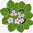 Image result for African Violet Flower Clip Art