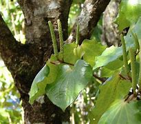 Image result for Kawakawa Tree