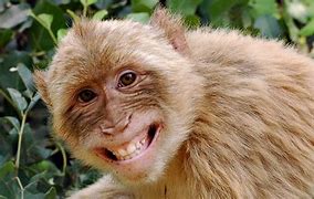 Image result for Monkey Funny Faces Wallpaper