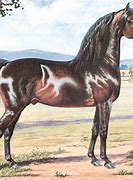 Image result for Morgan Paint Horse