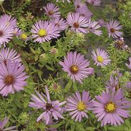 Image result for Aster October Skies