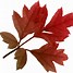 Image result for Realistic Leaf Clip Art